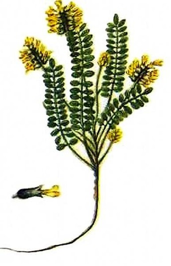   - Astragalus dasyanthus Pall.