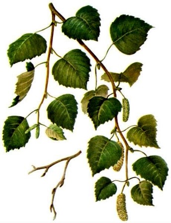   - Betula albosinensis L.