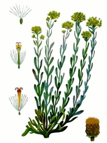  ,  Helichrysum arenarium L.