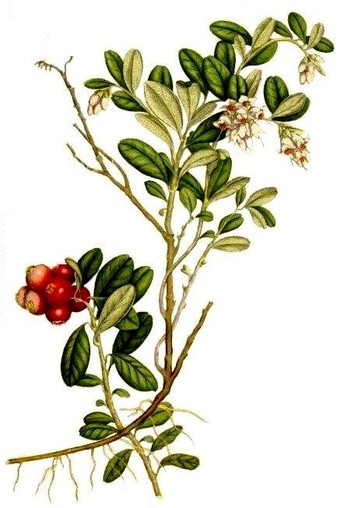 Photo Брусника обыкновенная Vacciinium vitis idaea L.