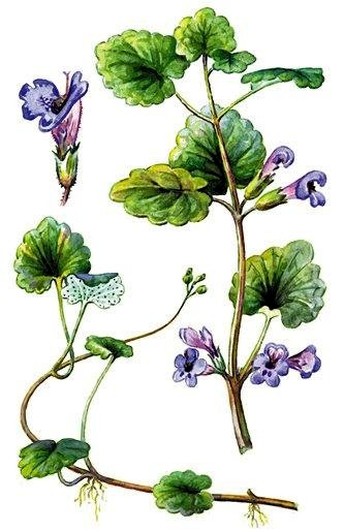   Clechoma hederacea L.