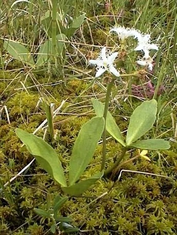   Menyanthes trifoliata L.