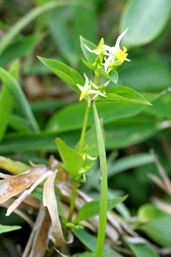   Halenia corniculata L.