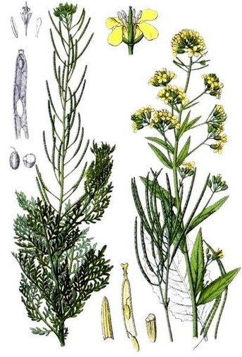   Descurainia sophia L.