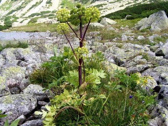   Angelica officinalis L.