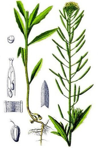   Erysimum cheiranthoides L.