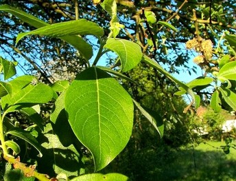   (, ) Salix Caprea L.