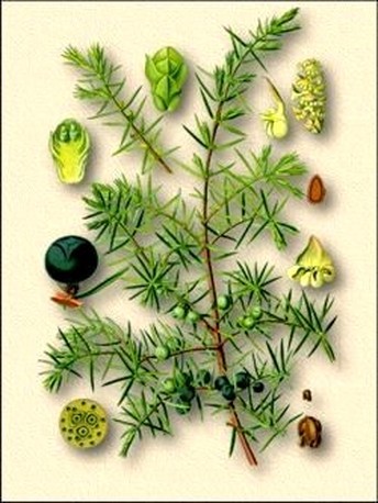   - Juniperus communis L.