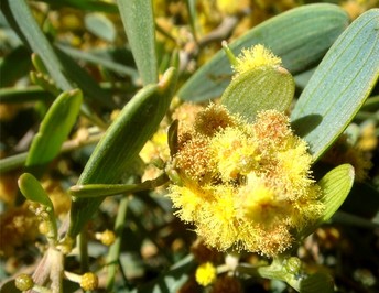   () Simmondsia californica