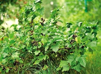 Photo Смородина черная - Ribes nigrum