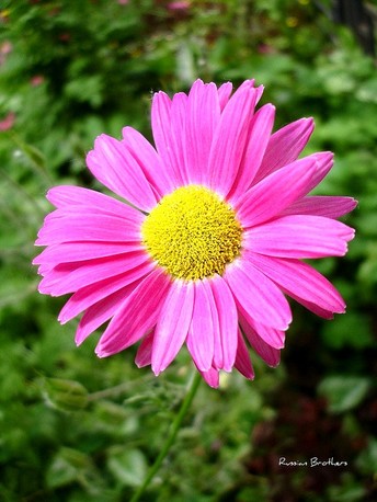 Photo Пиретрум розовый (персидская ромашка)