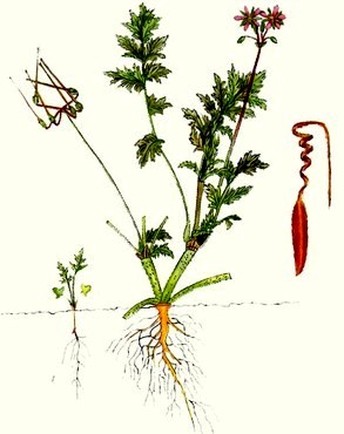  ()  Erodium cicutarium L.