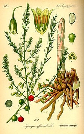   - Asparagus officinalis